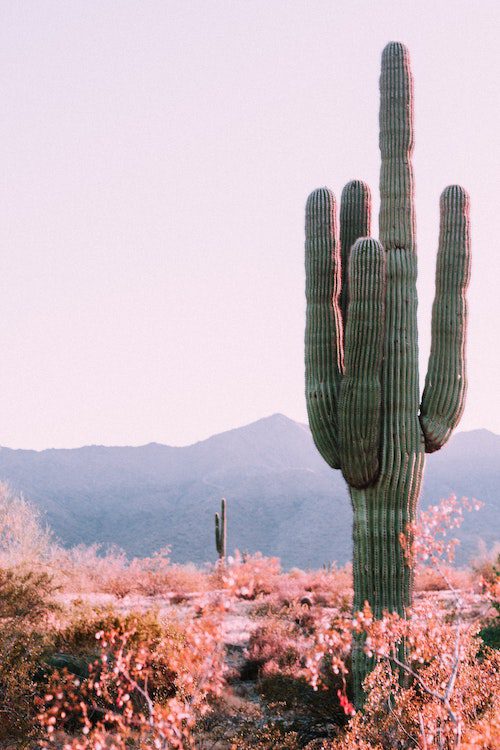 arizona
